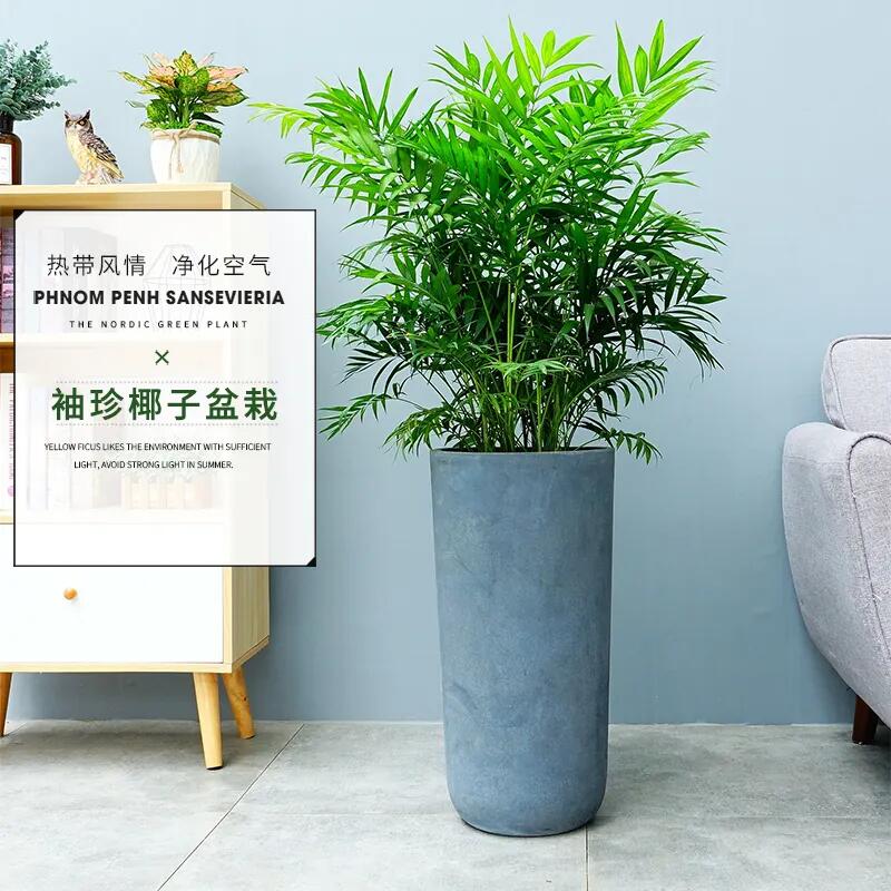 大袖珍椰子