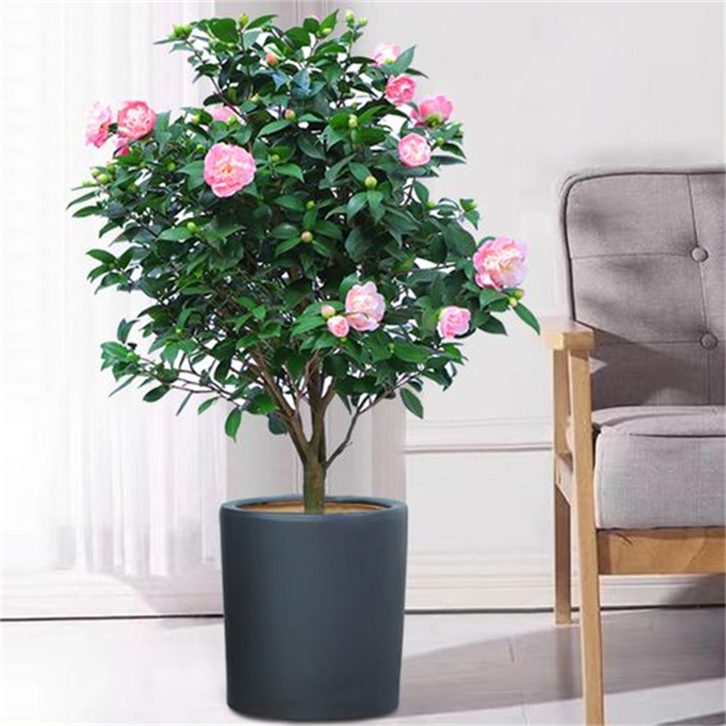 茶花