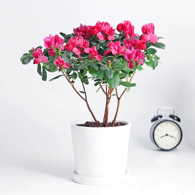 杜鹃花
